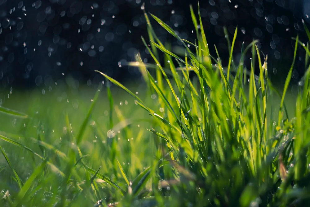Aeracja i wertykulacja trawnika — czym się różnią?