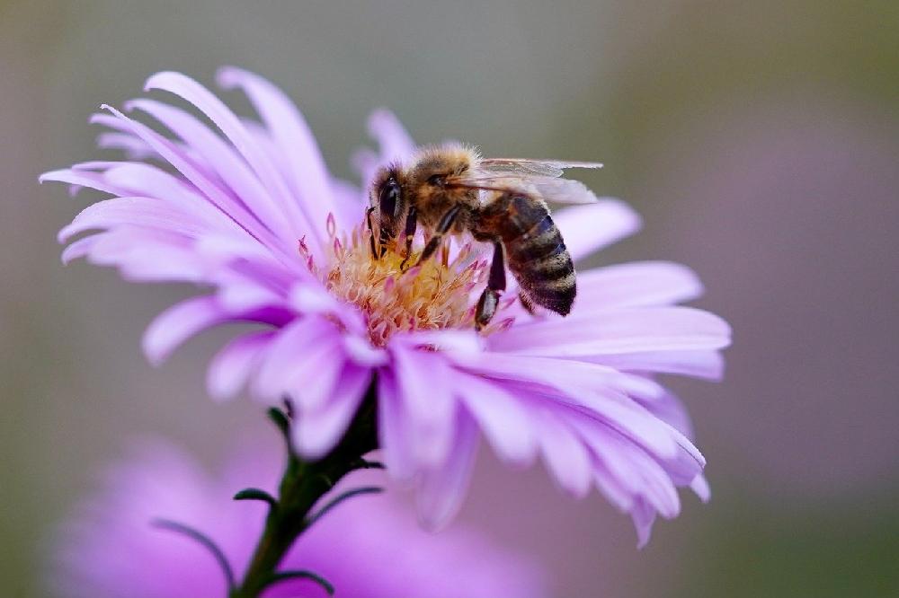 Co zrobić gdy dziecko użądli pszczoła lub szerszeń?